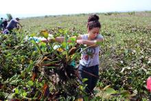 Analizan usar lirio acuático para alimentar ganado