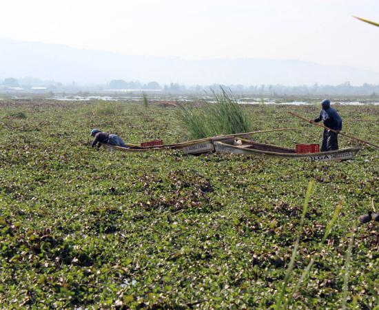 Analizan lirio en la Laguna de Zapotlán como alternativa para alimentar ganado