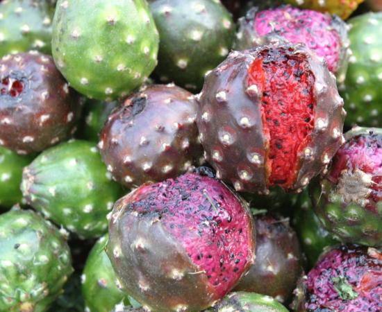 “Expresiones del Sur”, documental que retrata la cultura de esa región de Jalisco