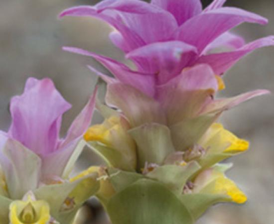 <p><span style="font-size:12pt"><span style="font-family:"Times New Roman",serif">«Tu vida fluida» es el nombre del podcast producido por el Centro Universitario del Sur (CUSur), que&nbsp;<b>tiene la finalidad de compartir los beneficios de la ciencia y el conocimiento con la sociedad</b>, para una mejor calidad de vida.</span></span></p>  <p>&nbsp;</p>  <p><span style="font-size:12pt"><span style="font-family:"Times New Roman",serif">Carlos Hidalgo Rasmussen, director del Centro de Inve