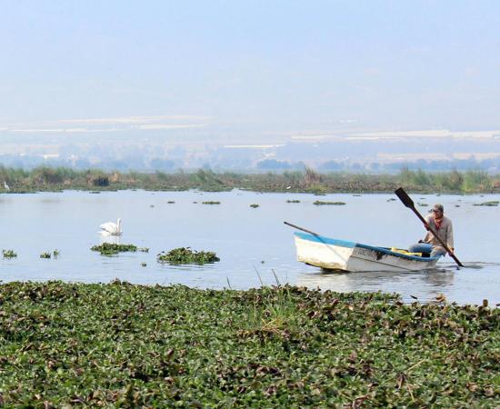 Analizan usar lirio acuático para alimentar ganado