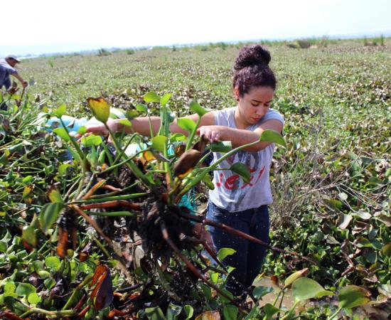 Analizan usar lirio acuático para alimentar ganado