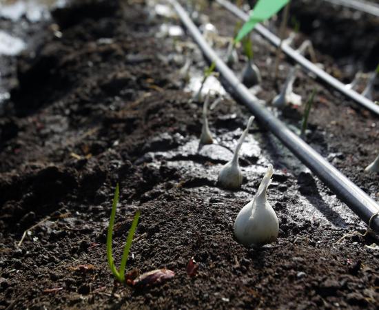 Analizan condiciones de vida de trabajadores agrícolas migrantes del Sur de Jalisco