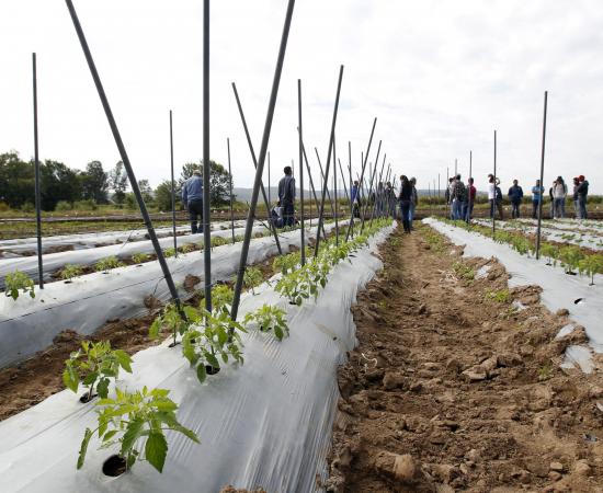 Analizan condiciones de vida de trabajadores agrícolas migrantes del Sur de Jalisco