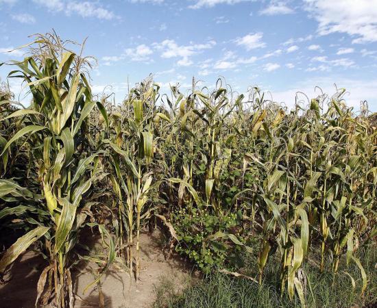 Analizan condiciones de vida de trabajadores agrícolas migrantes del Sur de Jalisco