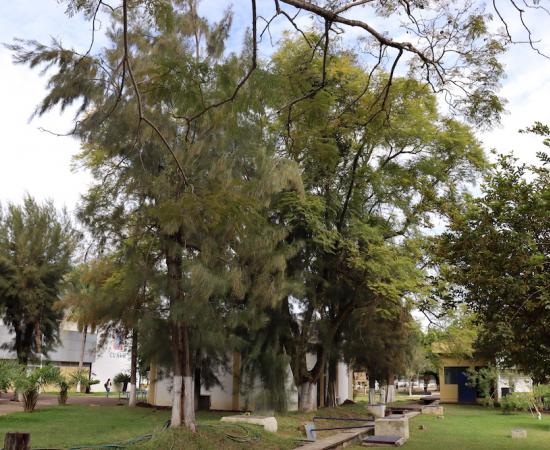 Tecnologías verdes y biodiversidad del CUSur