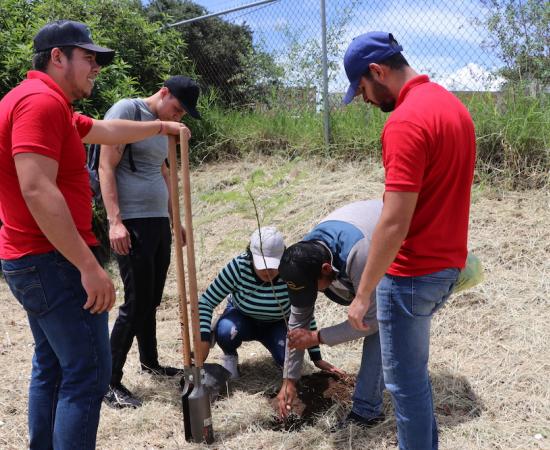 Reforestación CUSur