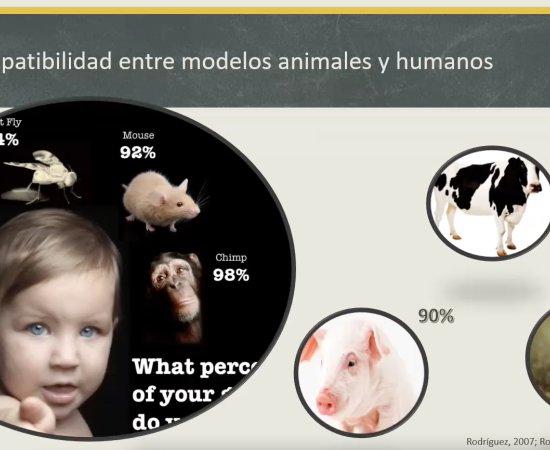 Charla sobre investigación en modelos animales