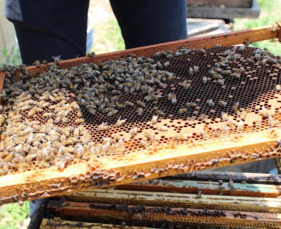 Pesticidas y abejas