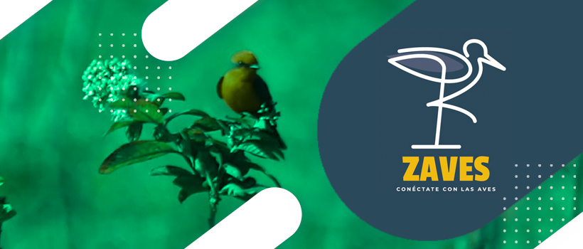 ZAVES Conéctate con las aves