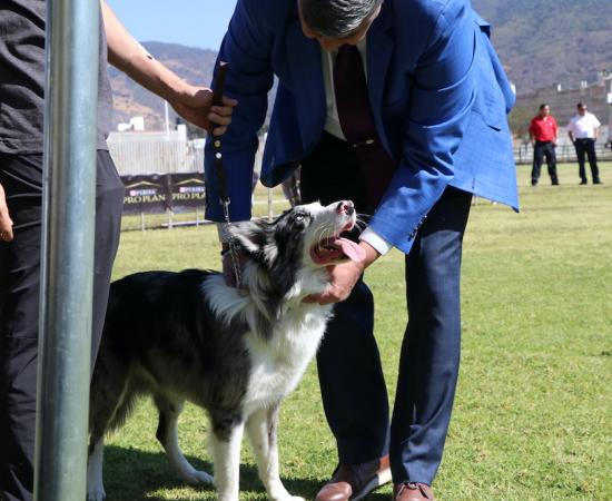 Primer match de belleza canina