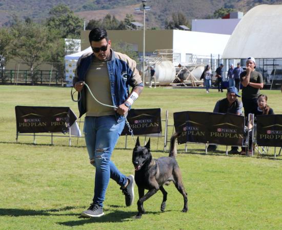 Primer match de belleza canina
